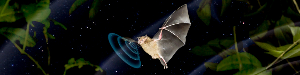 Echolocation — immersive nature recording by Naturespace