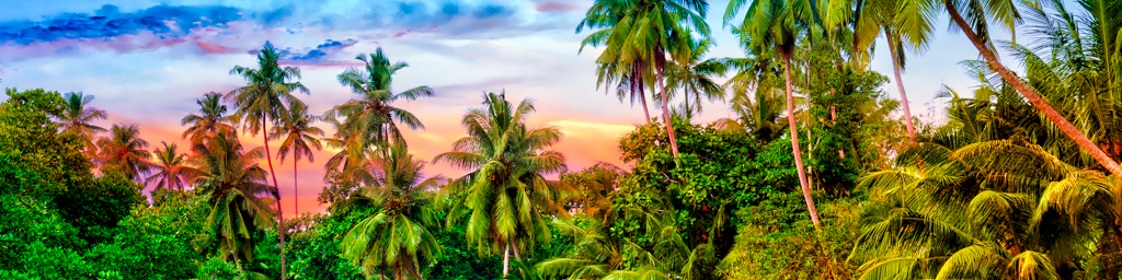 Equatorial Dawn — immersive nature recording by Naturespace