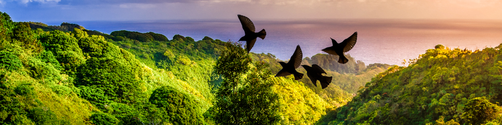 Hawaiian Morning Chorus