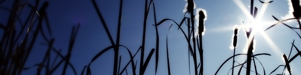 Hiding in the Near Field