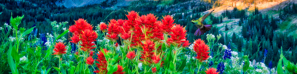 Indian Paintbrush