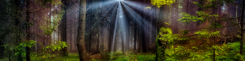 Sogno lucido — immersive nature recording by Naturespace