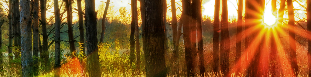 Isla Santuario - Este — immersive nature recording by Naturespace