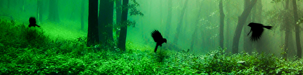 庇护岛 - 北 — immersive nature recording by Naturespace