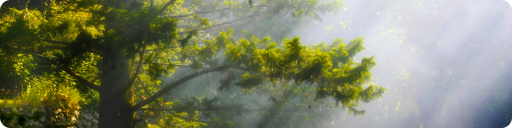 생추어리 아일랜드 - 남쪽 — immersive nature recording by Naturespace