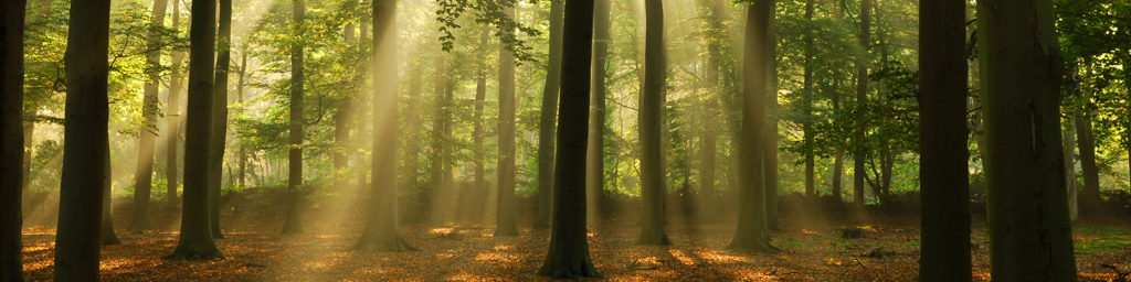 Sanctuary Island - West — immersive nature recording by Naturespace