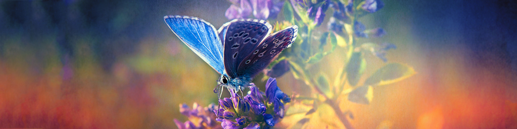 The Secrets of Sunlight