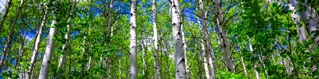 Sunlight in the Tall Aspen Forest