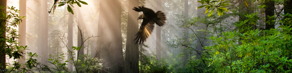 The Ascendancy of The Redwoods