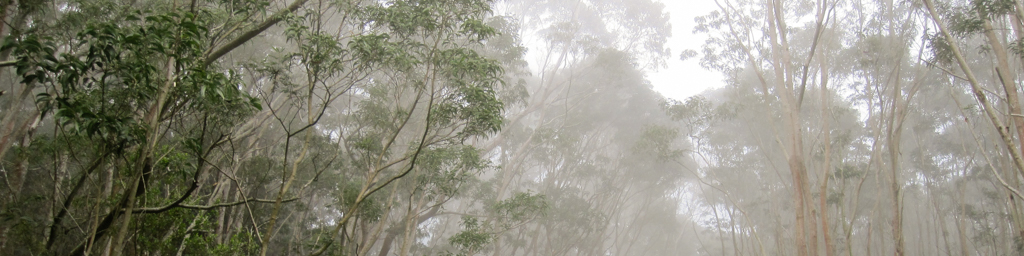 The Cloud Forest