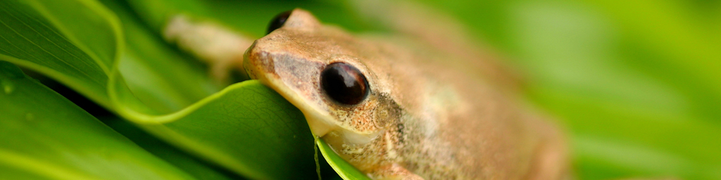 Il coqui esponenziale — immersive nature recording by Naturespace